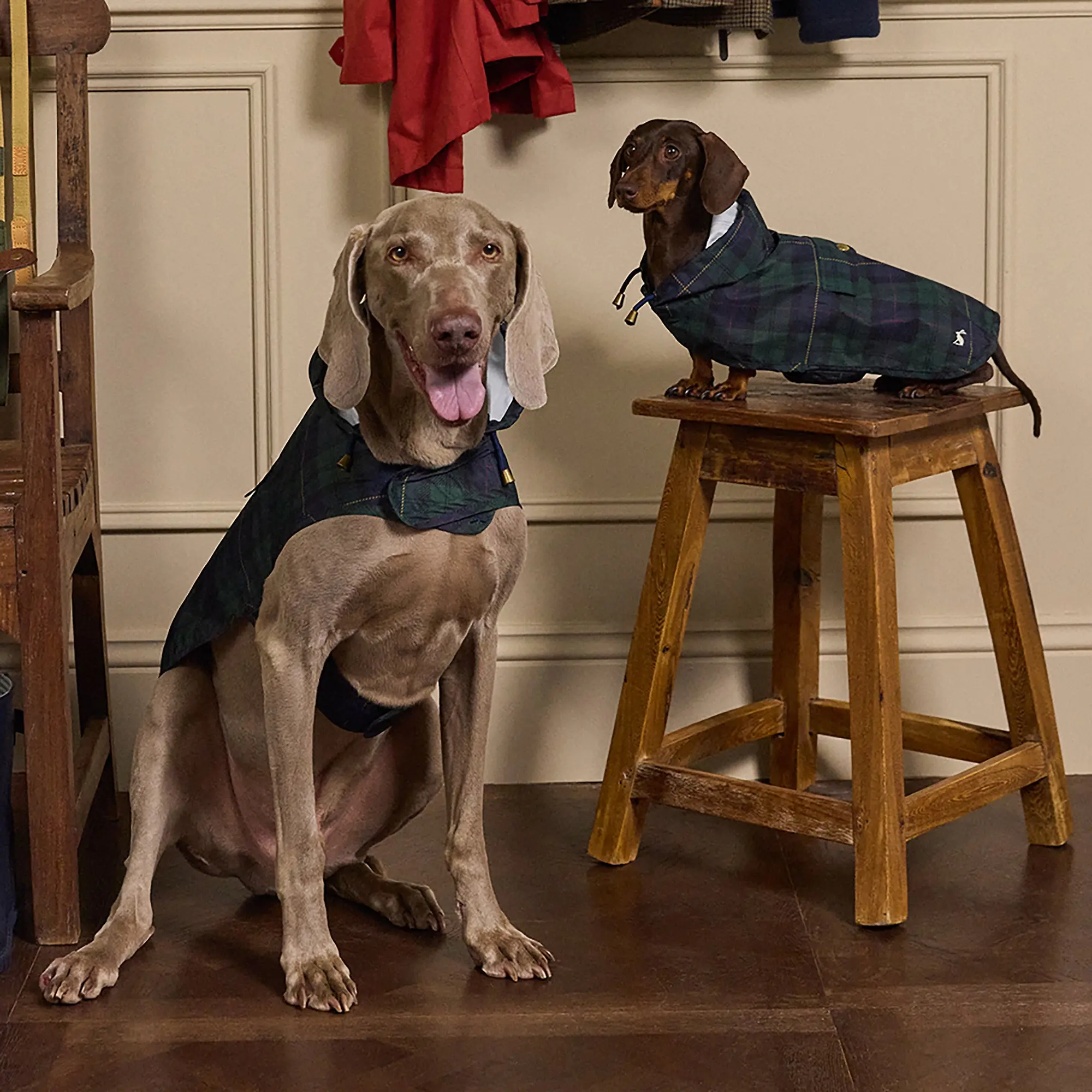 Product image 9 of 15 of Joules Packaway Dog Jacket - Blackwatch Check