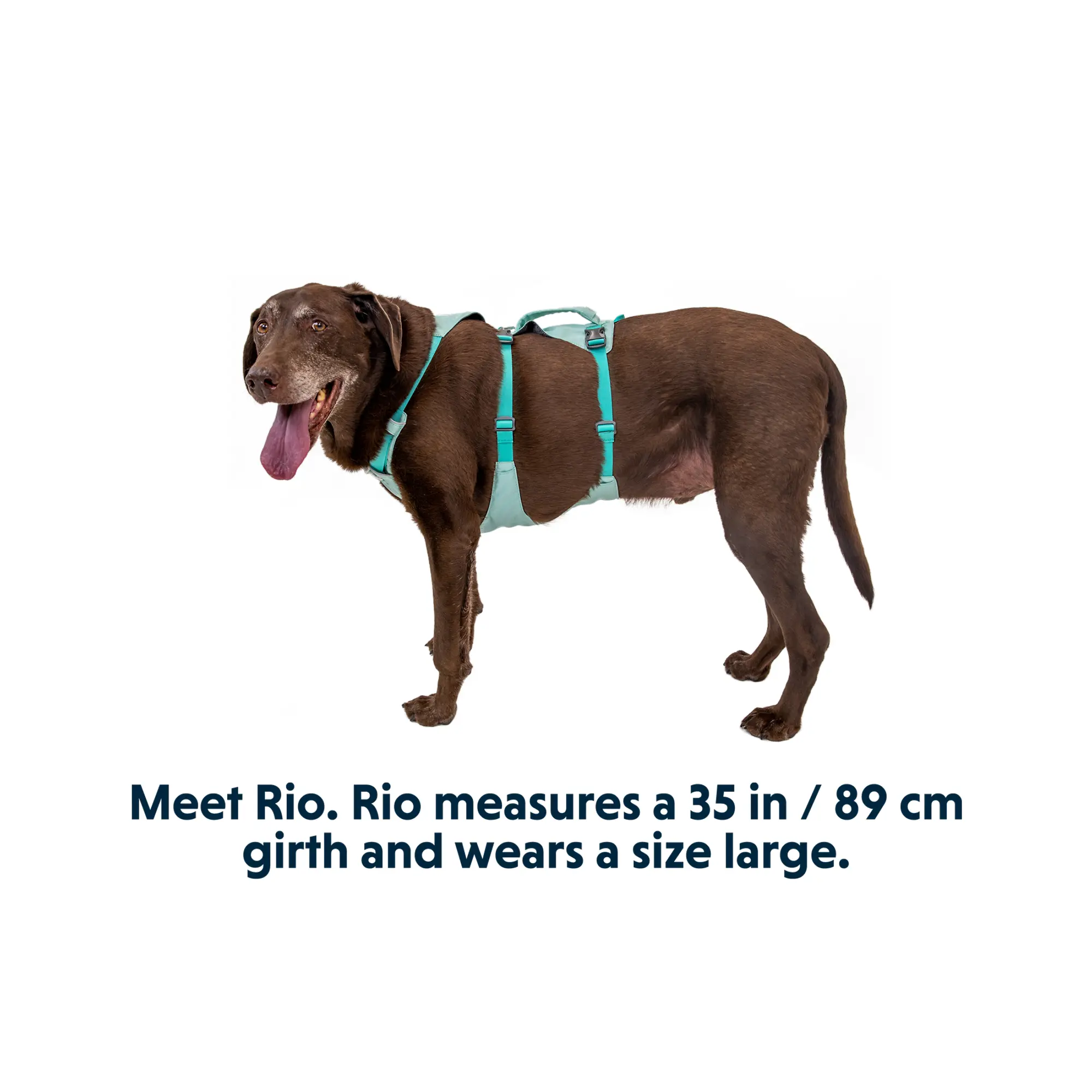 Product image 17 of 17 of RUFFWEAR Flagline Dog Harness - Basalt Grey