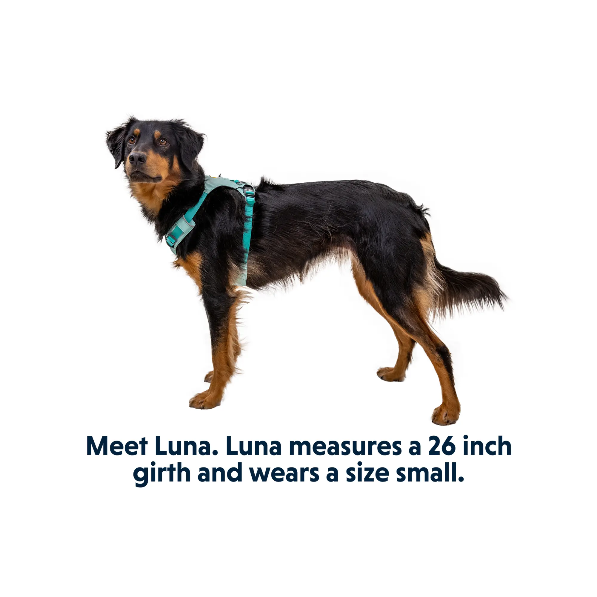 Product image 14 of 16 of RUFFWEAR Hi & Light Lightweight Dog Harness - Basalt Grey