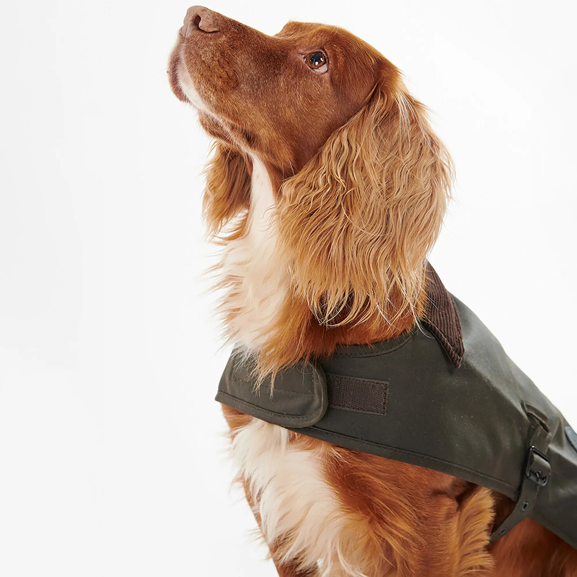 Product image 5 of 9 of Barbour Wax Dog Coat - Olive