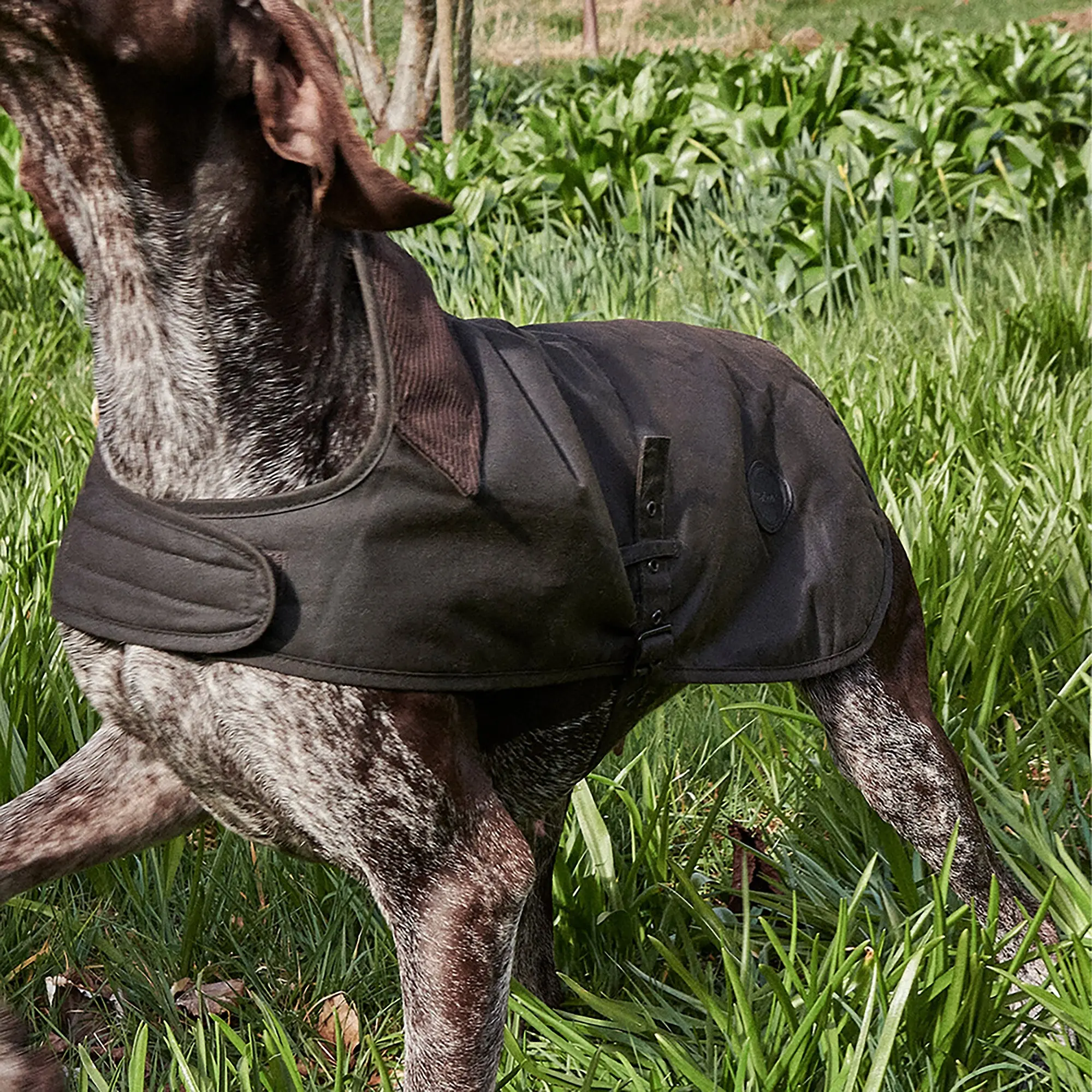 Product image 9 of 9 of Barbour Wax Dog Coat - Olive