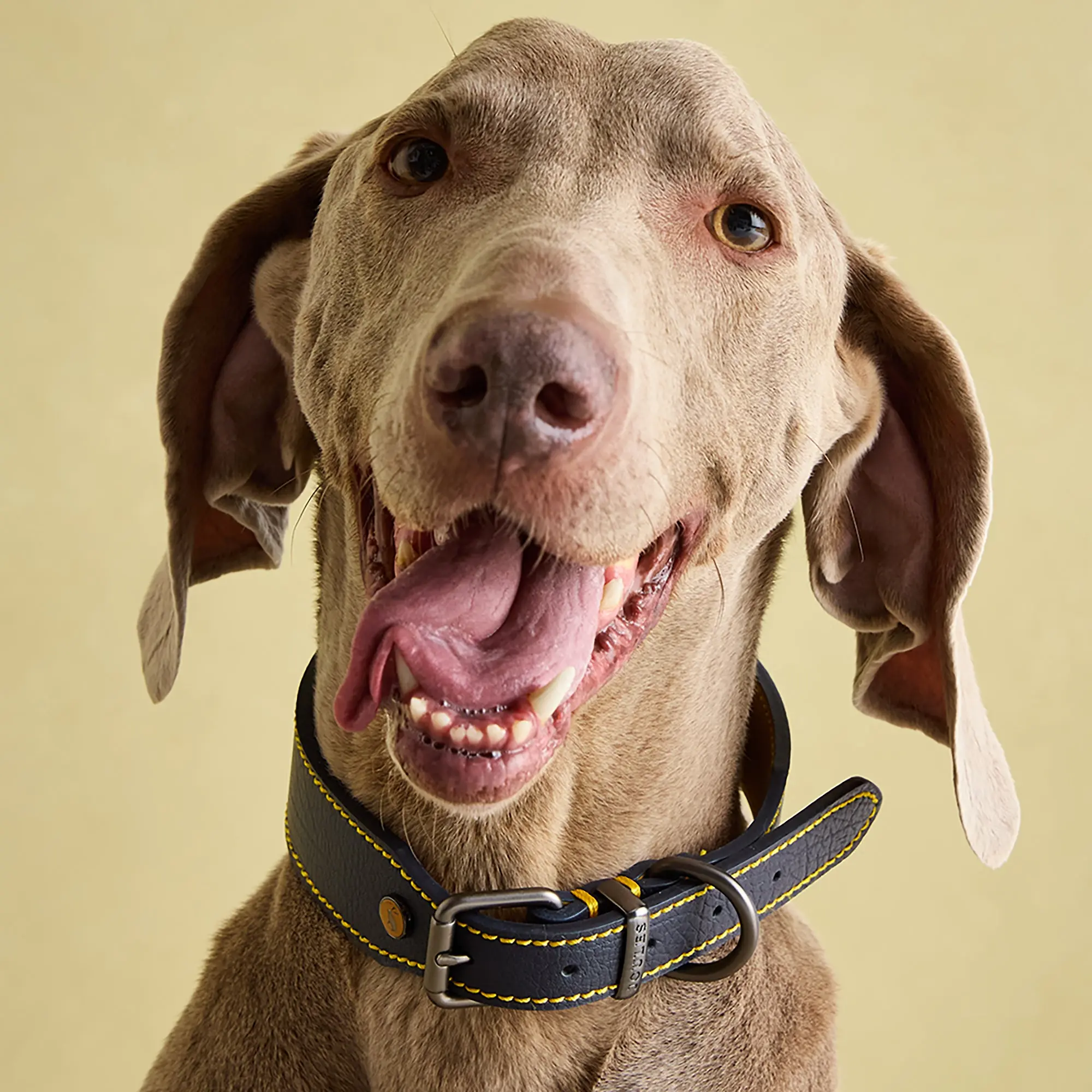 Product image 10 of 10 of Joules Leather Dog Collar - Navy