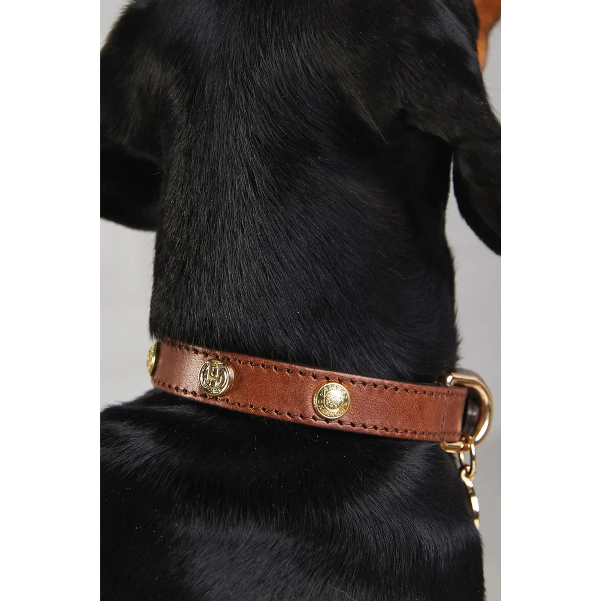 Product image 3 of 8 of Holland Cooper HC Studded Dog Collar - Chestnut