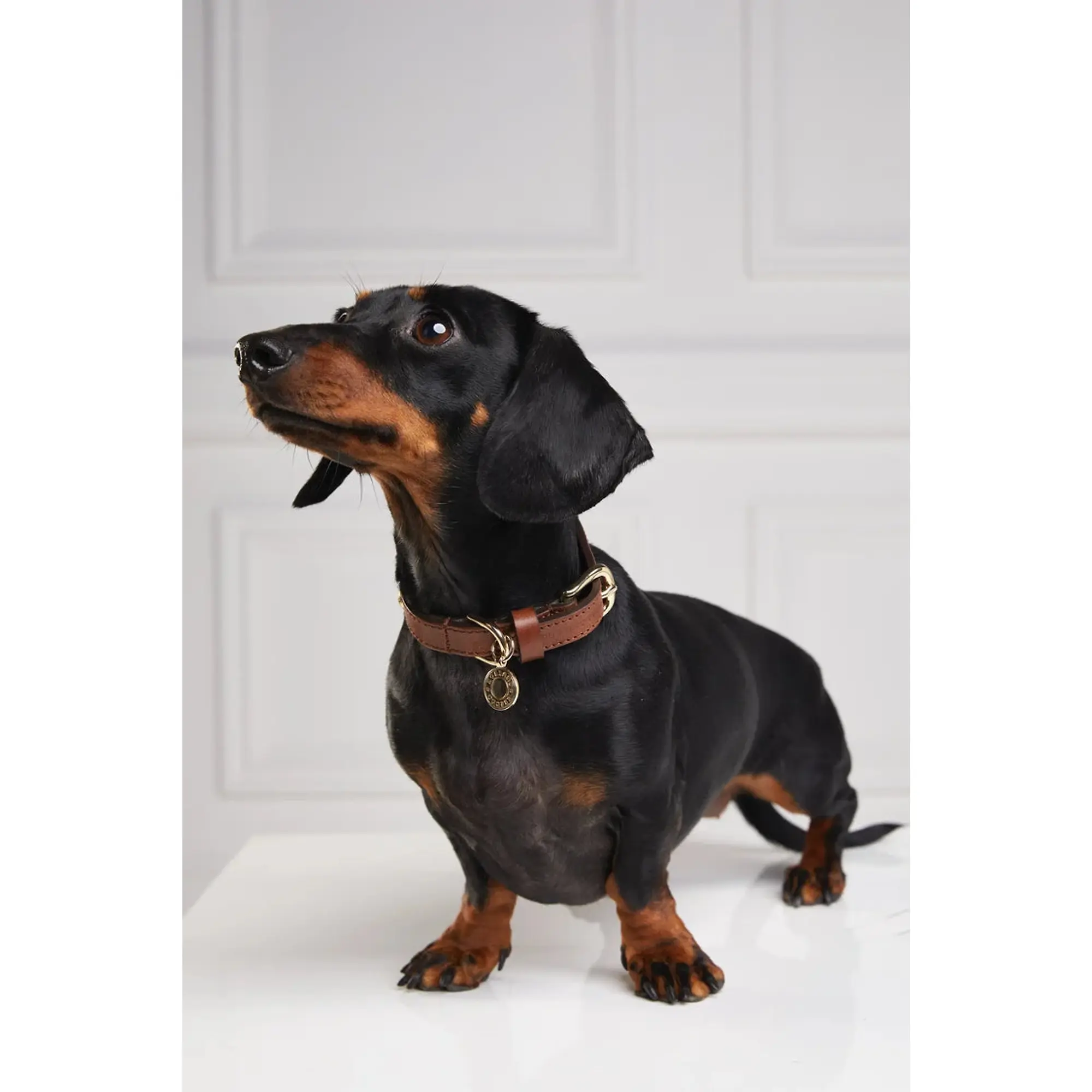Product image 4 of 8 of Holland Cooper HC Studded Dog Collar - Chestnut