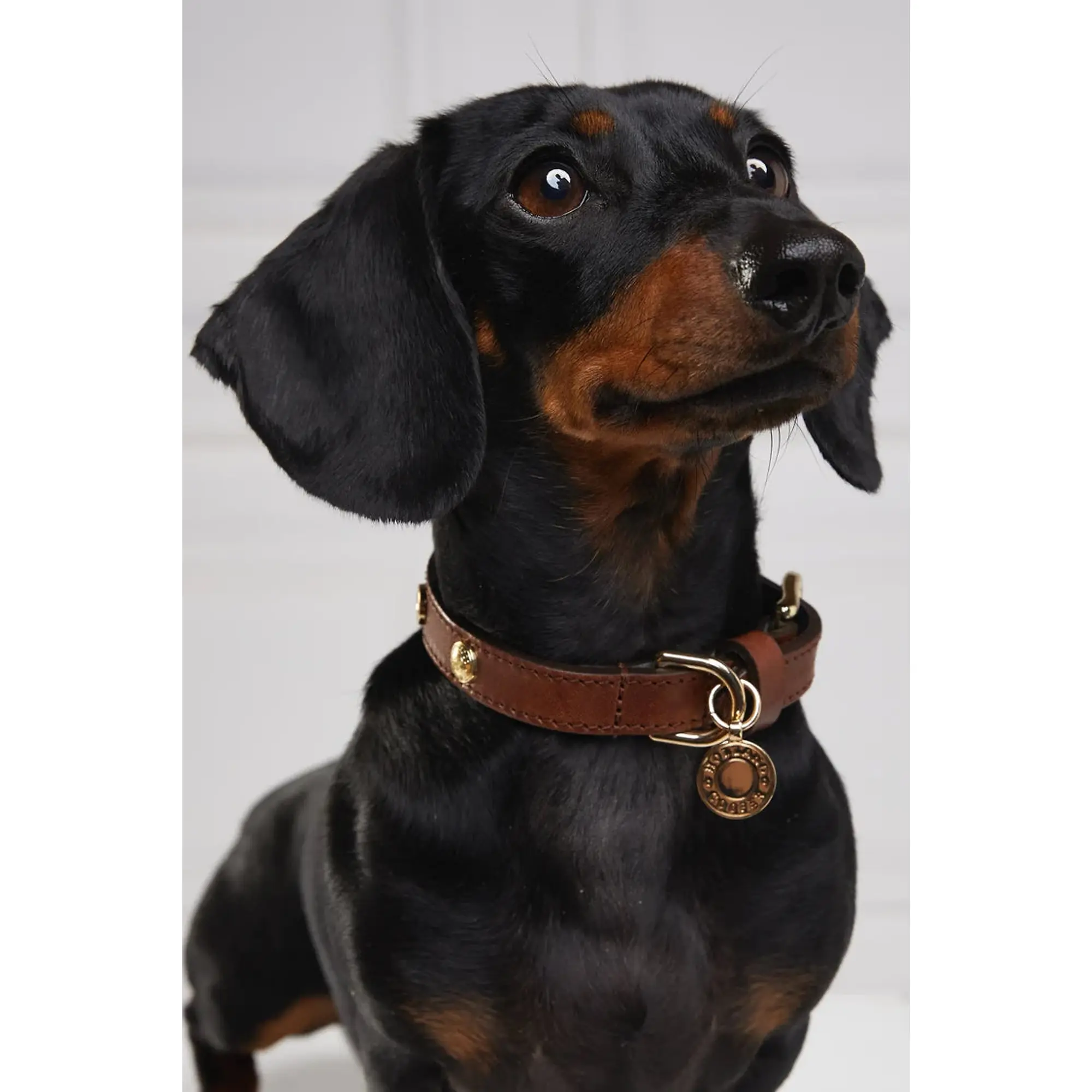 Product image 5 of 8 of Holland Cooper HC Studded Dog Collar - Chestnut