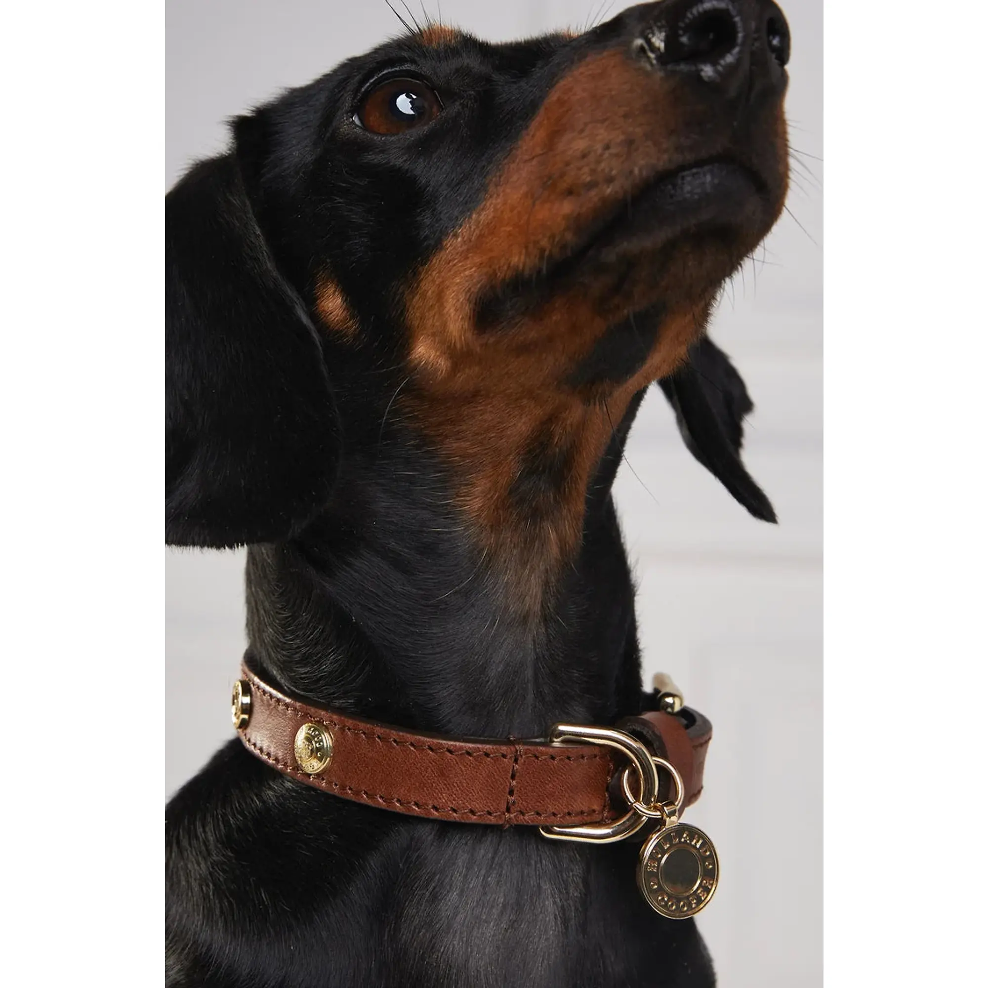 Product image 6 of 8 of Holland Cooper HC Studded Dog Collar - Chestnut