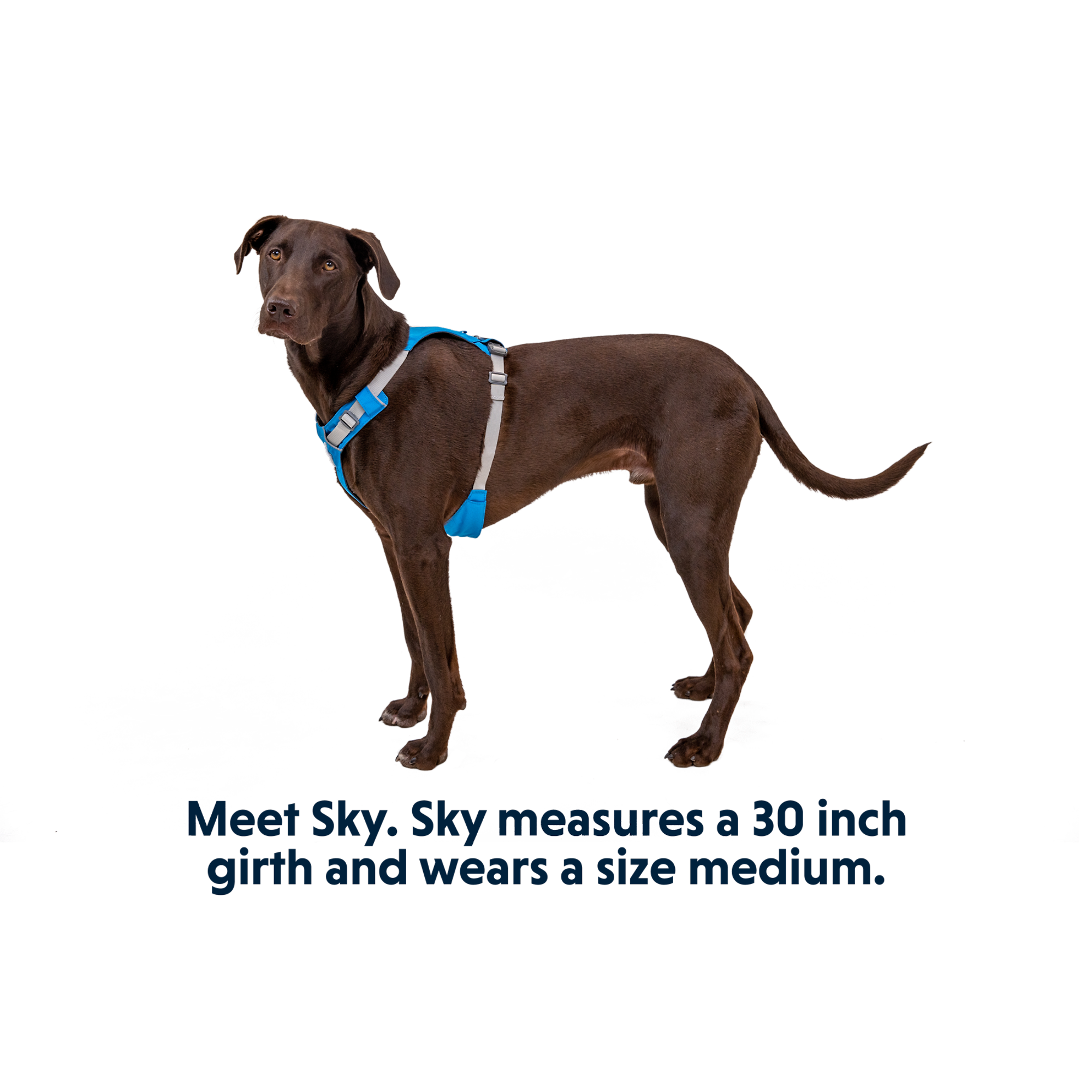 Product image 15 of 16 of RUFFWEAR Hi & Light Lightweight Dog Harness - Basalt Grey