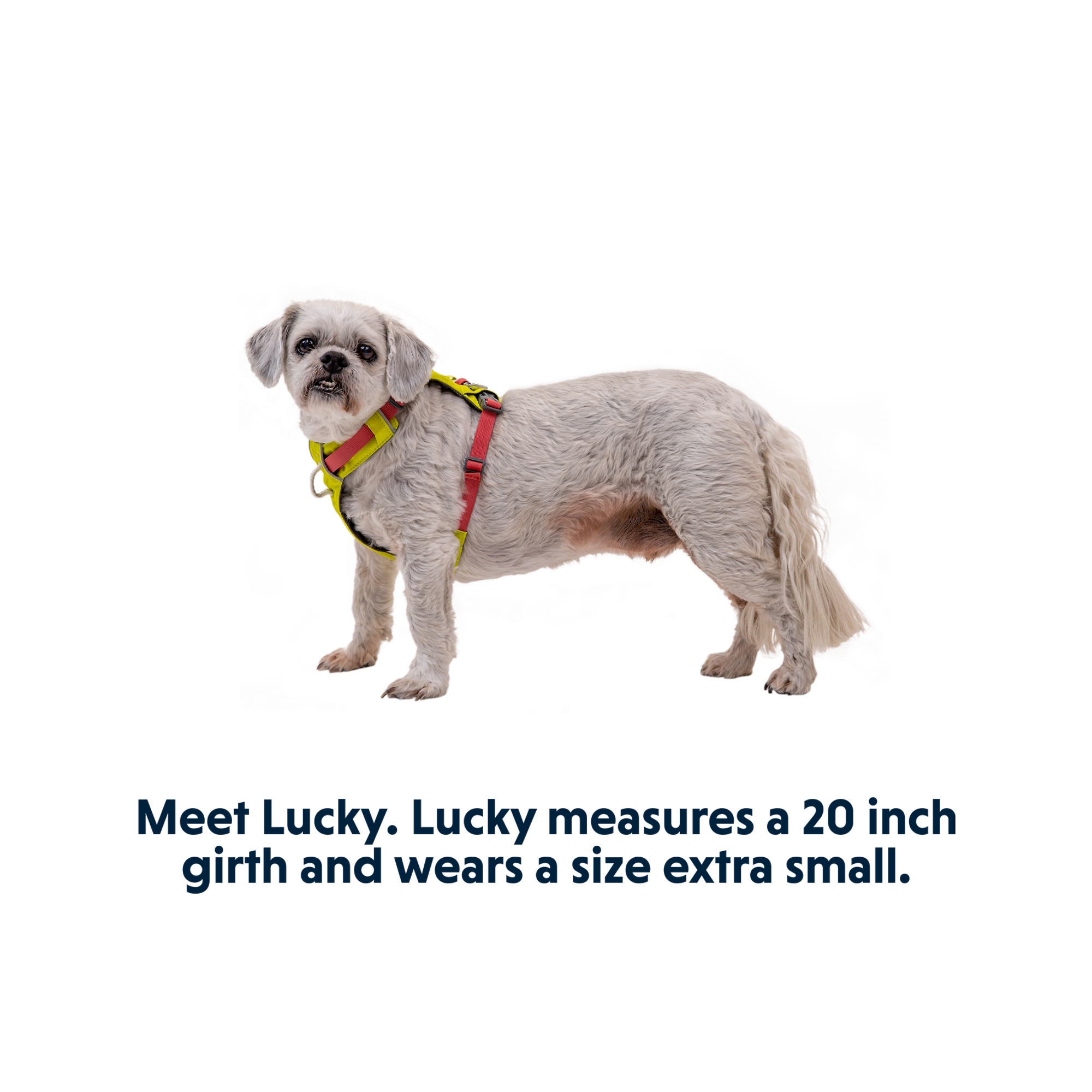 Product image 13 of 16 of RUFFWEAR Hi & Light Lightweight Dog Harness - Basalt Grey
