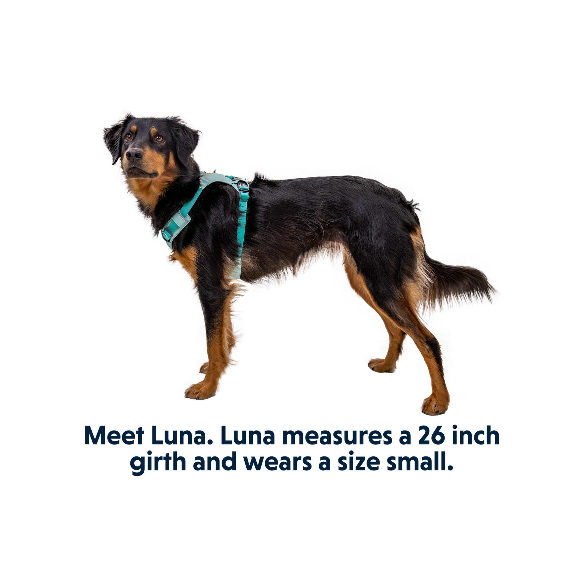 Product image 14 of 16 of RUFFWEAR Hi & Light Lightweight Dog Harness - Basalt Grey