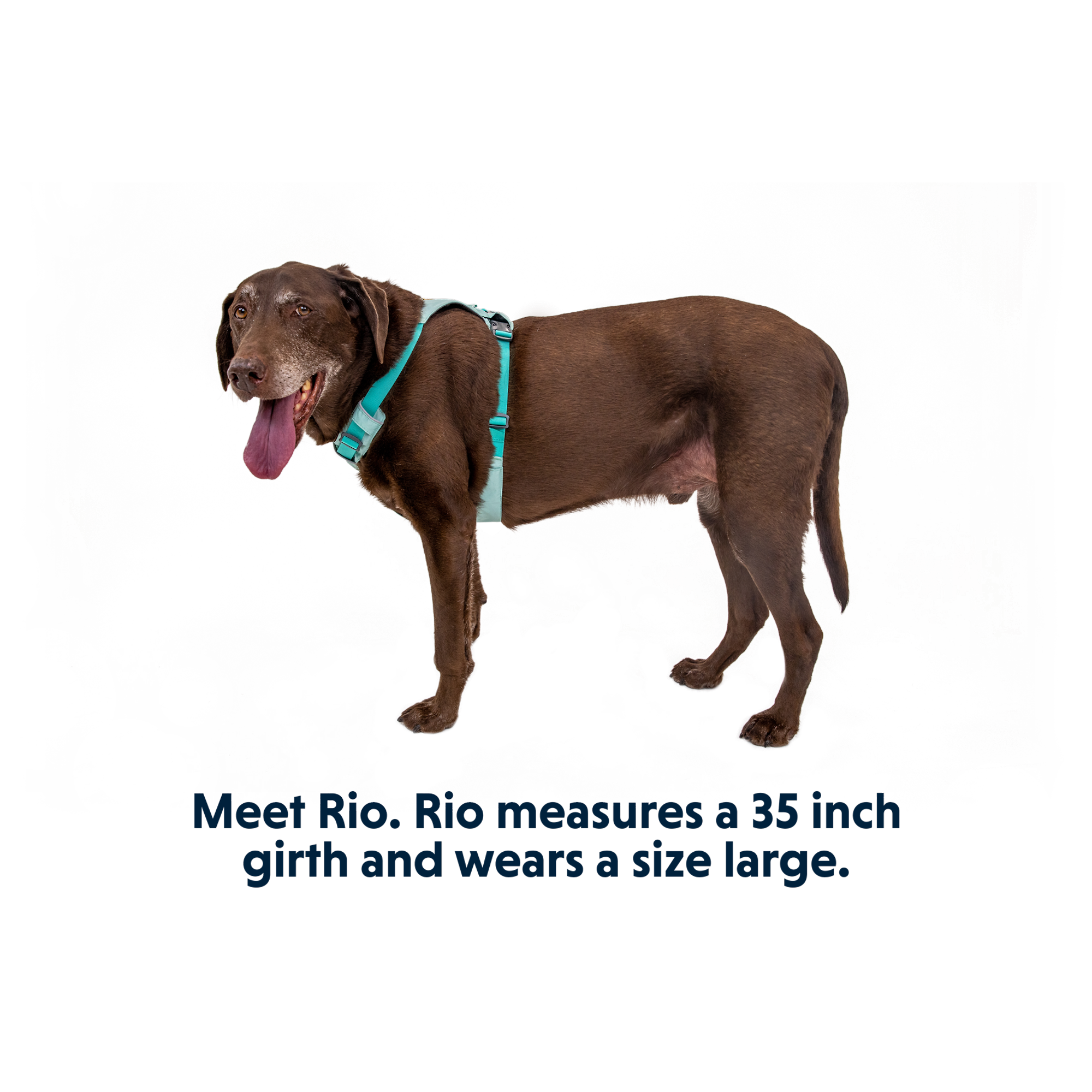 Product image 16 of 16 of RUFFWEAR Hi & Light Lightweight Dog Harness - Basalt Grey