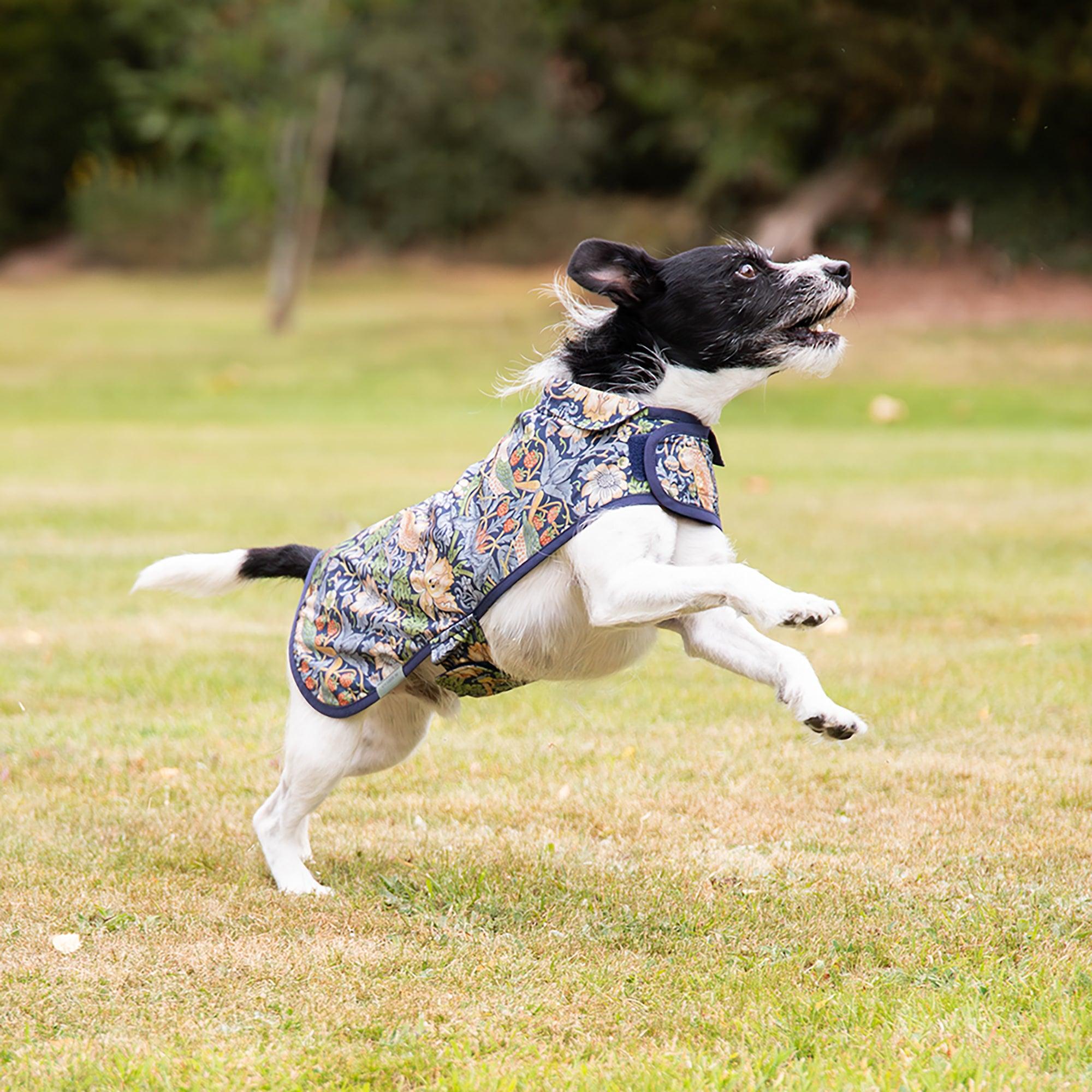 Product image 2 of 9 of William Morris Reversible Dog Coat - Strawberry Thief Print