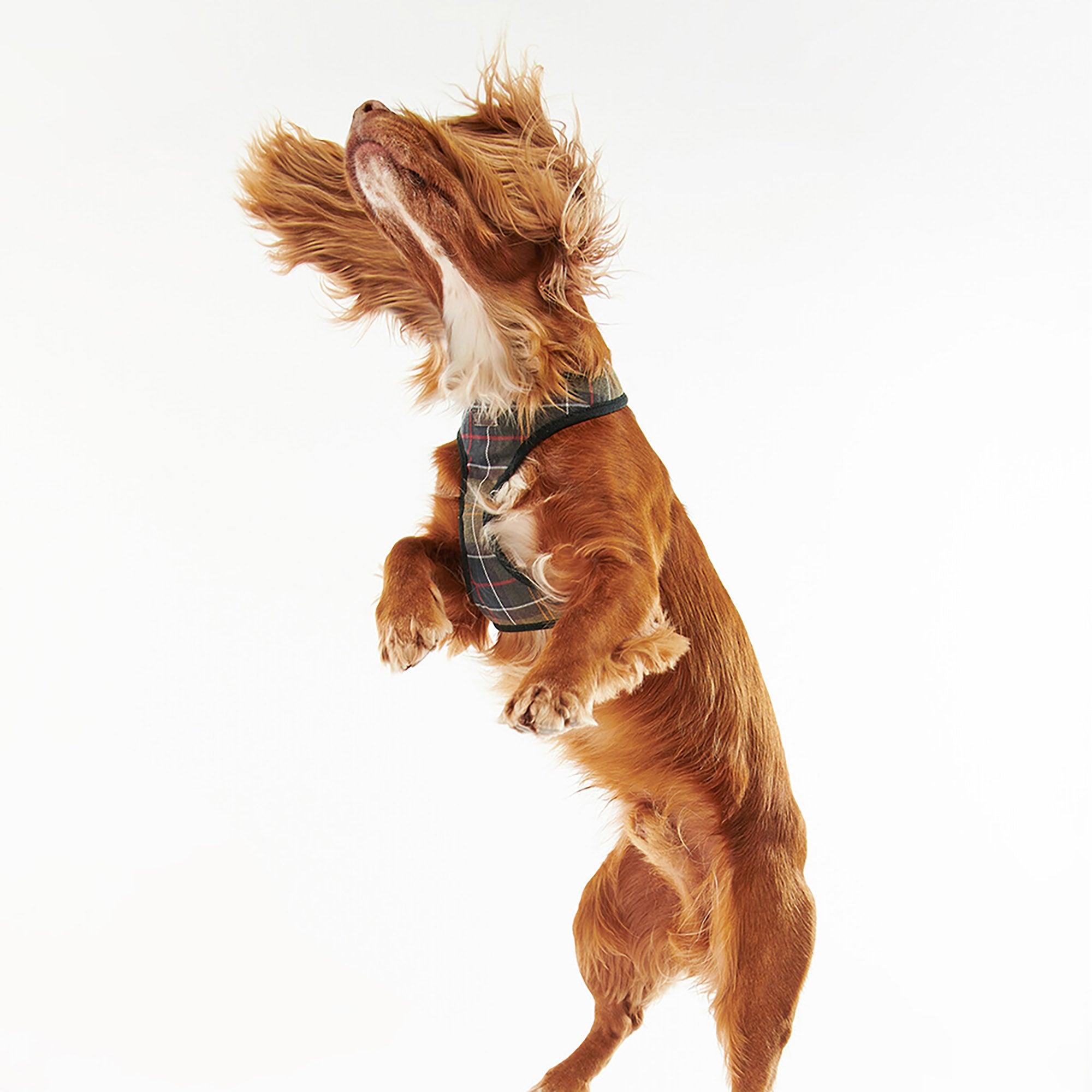 Product image 2 of 8 of Barbour Tartan Dog Harness - Classic Tartan