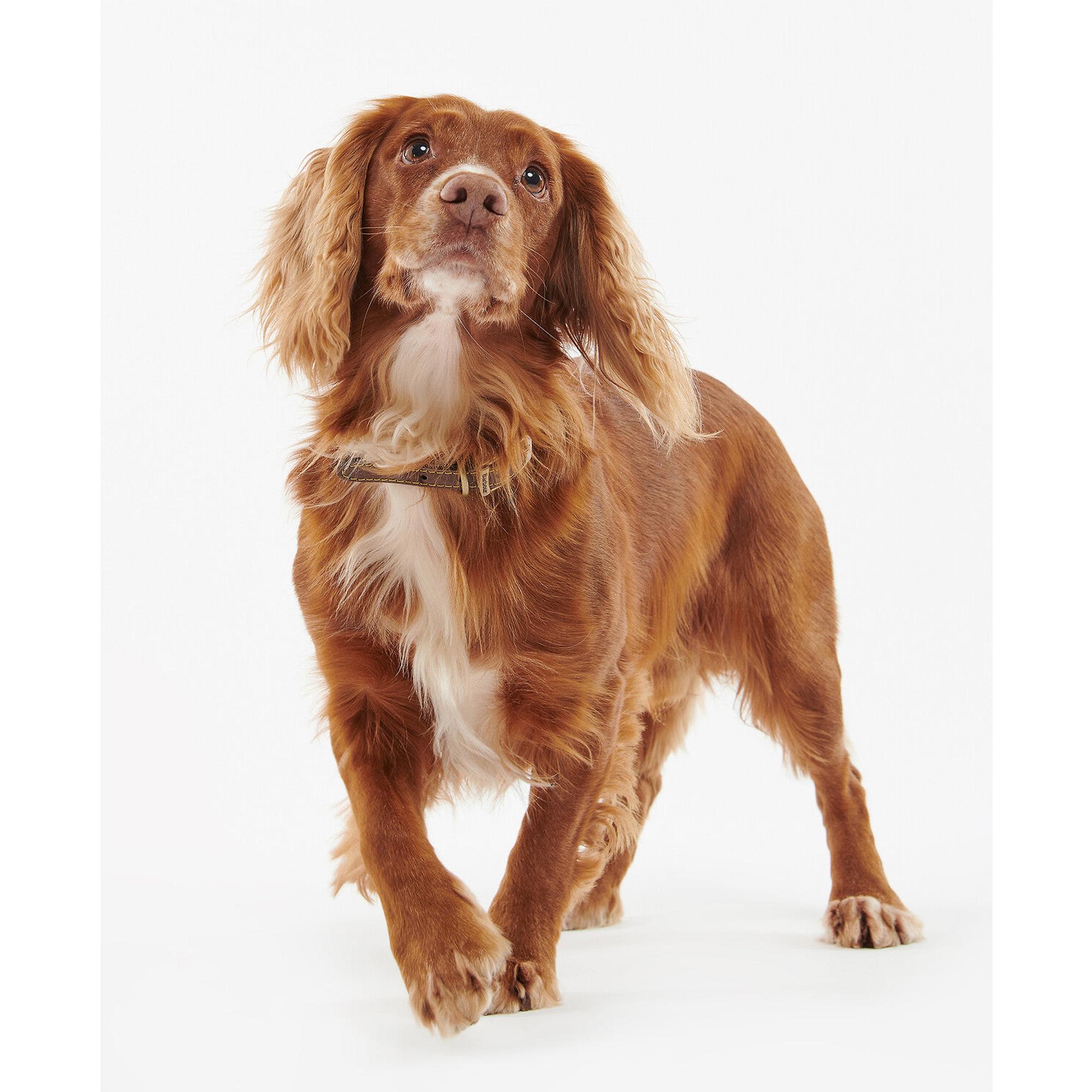 Product image 3 of 6 of Barbour Leather Dog Collar - Brown