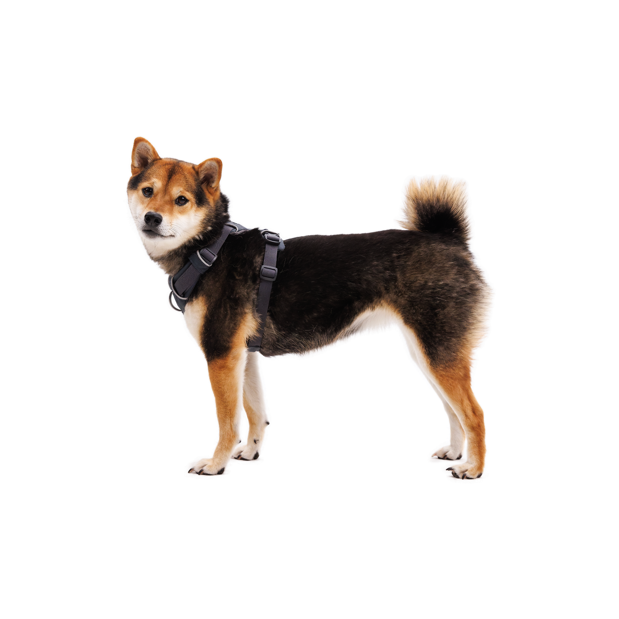 Product image 9 of 15 of RUFFWEAR Front Range Dog Harness - Basalt Grey