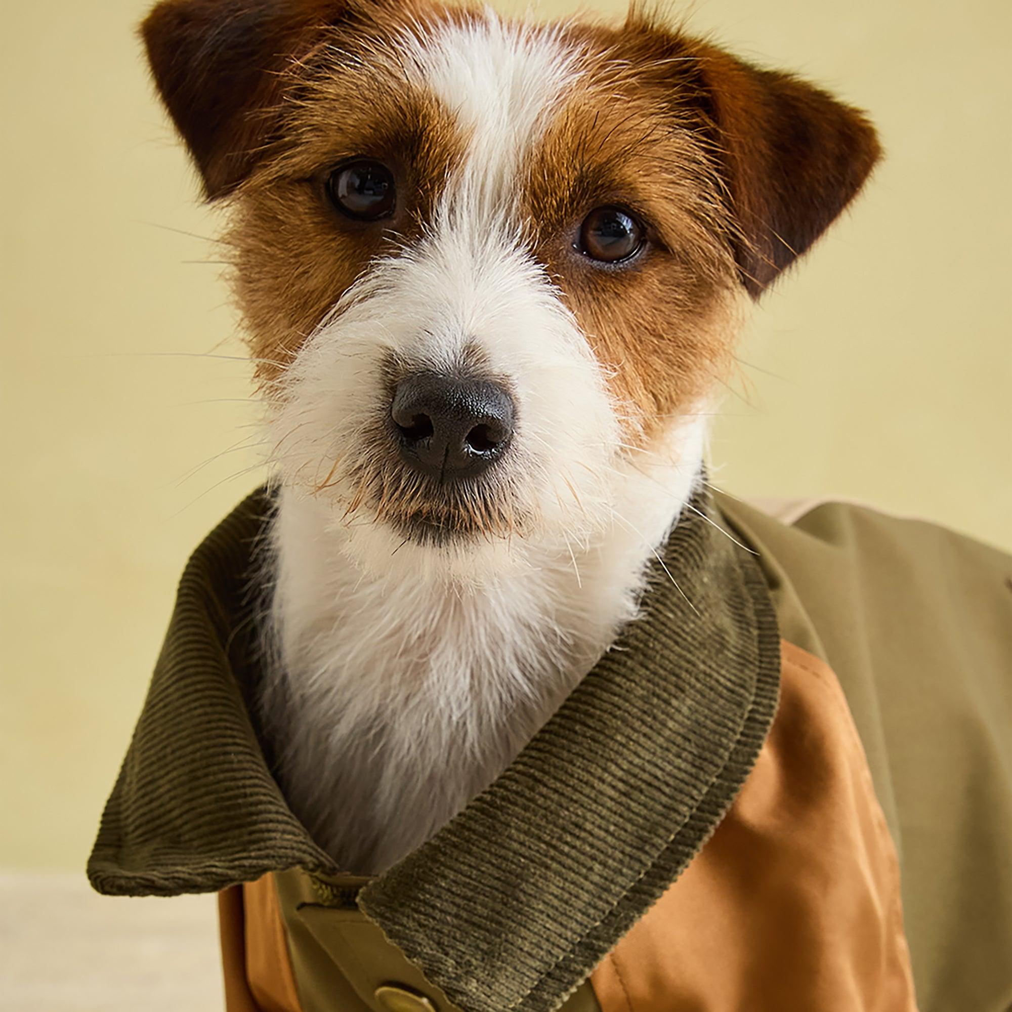 Product image 7 of 13 of Joules Kennington Dog Coat - Brown & Khaki