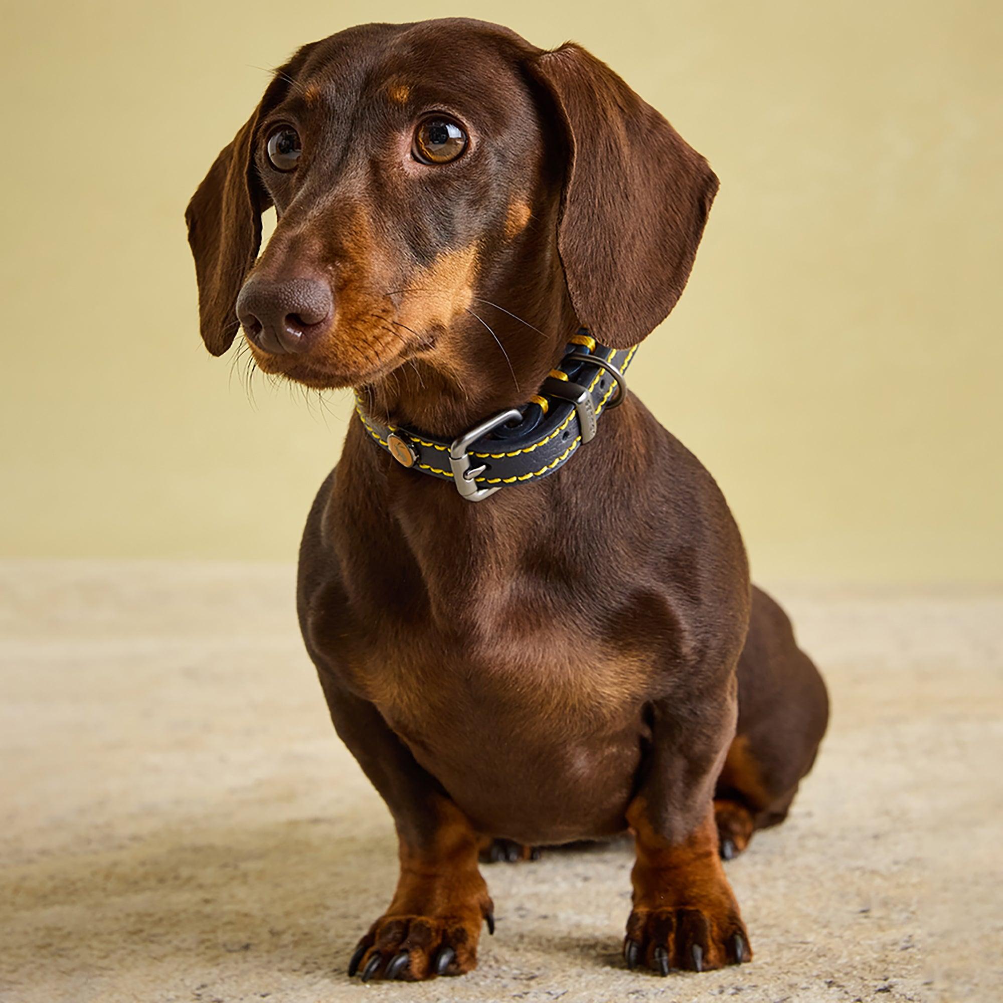Product image 8 of 10 of Joules Leather Dog Collar - Navy