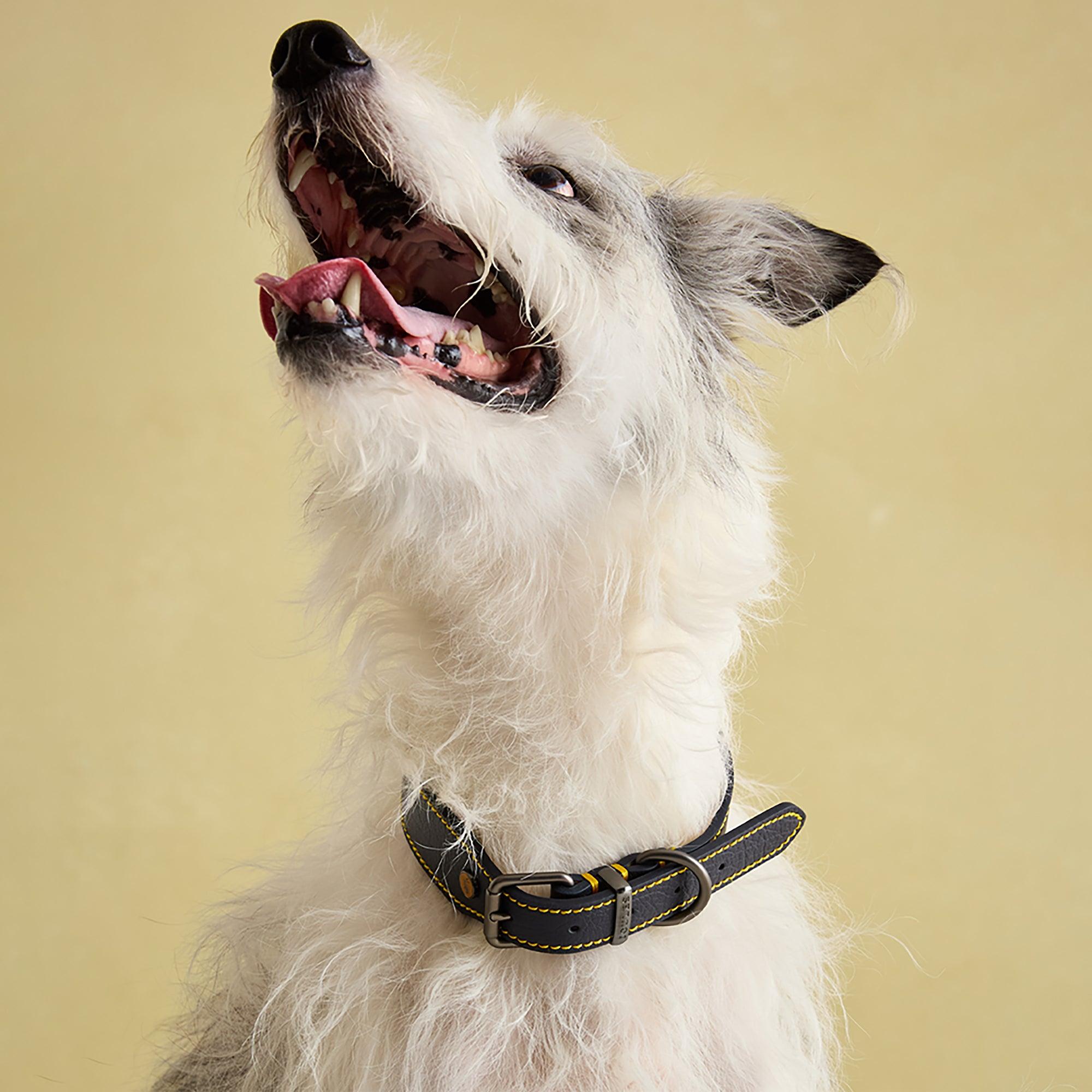 Product image 9 of 10 of Joules Leather Dog Collar - Navy