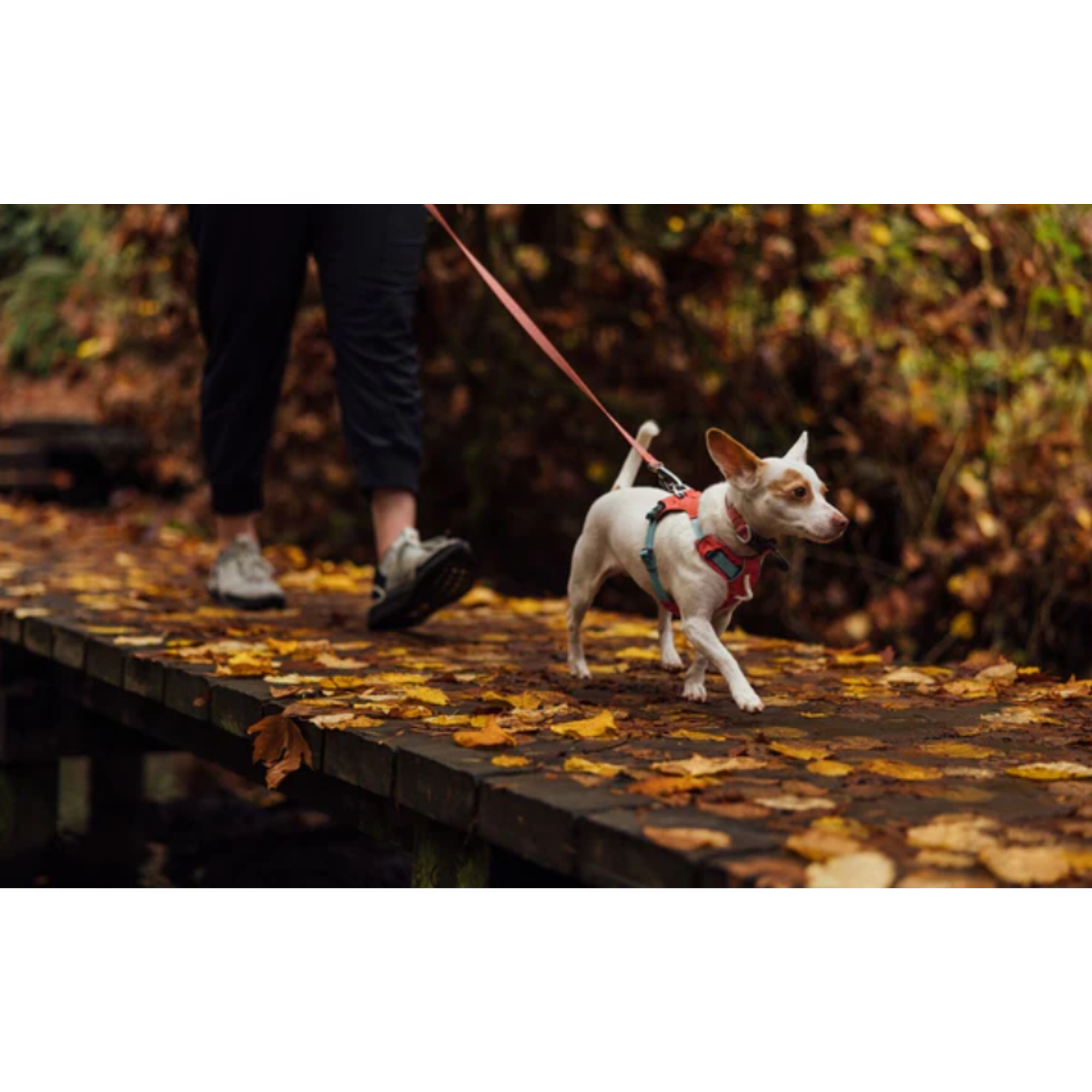 Product image 8 of 16 of RUFFWEAR Hi & Light Lightweight Dog Harness - Basalt Grey