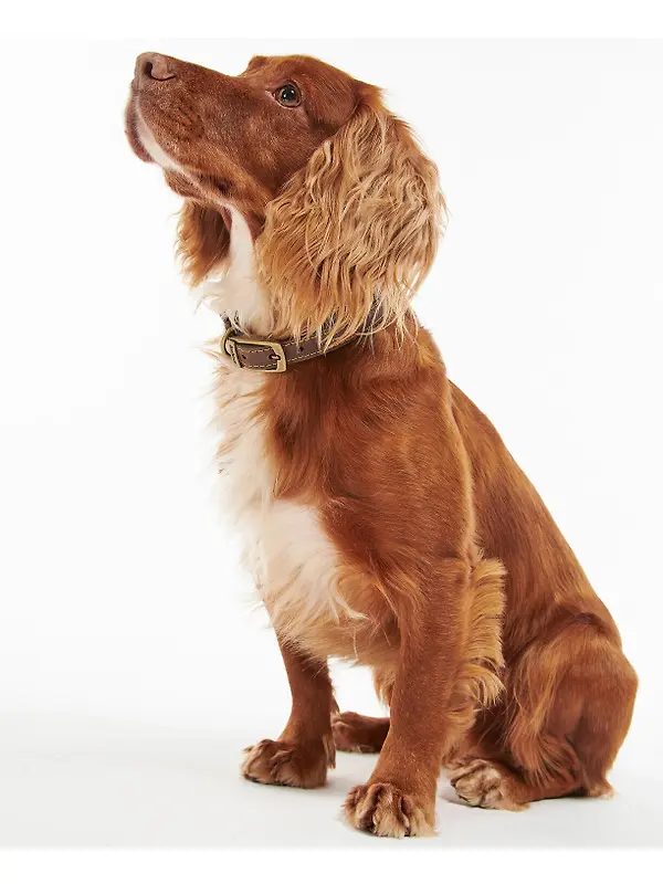 Barbour Leather Dog Collar - Brown Image 2
