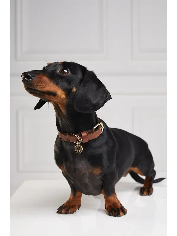 Holland Cooper HC Studded Dog Collar - Chestnut Image 4