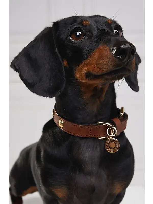 Holland Cooper HC Studded Dog Collar - Chestnut Image 5
