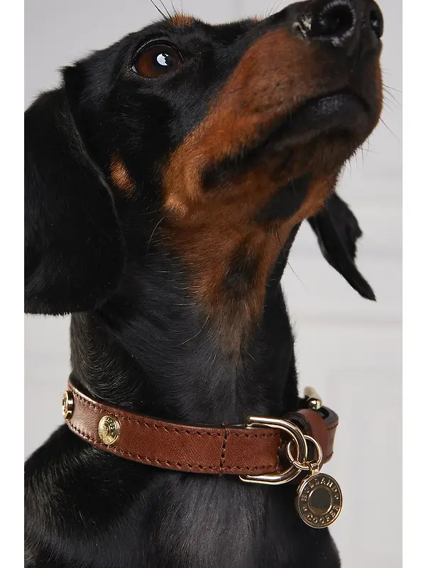 Holland Cooper HC Studded Dog Collar - Chestnut Image 6