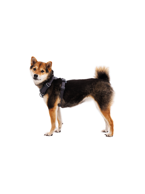 RUFFWEAR Front Range Dog Harness - Basalt Grey Image 9