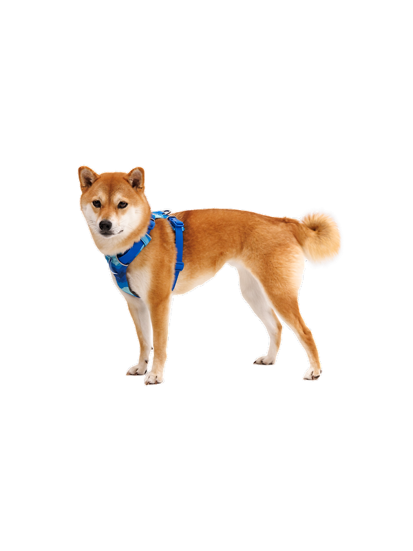 RUFFWEAR Front Range Dog Harness - Coastal Mountains Image 8