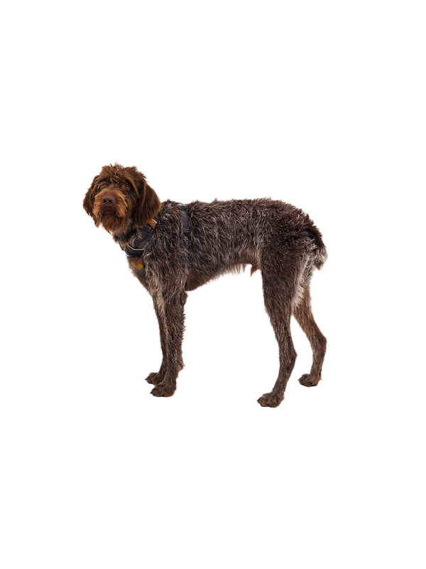 RUFFWEAR Front Range Dog Harness - Moonlight Mountains Image 9