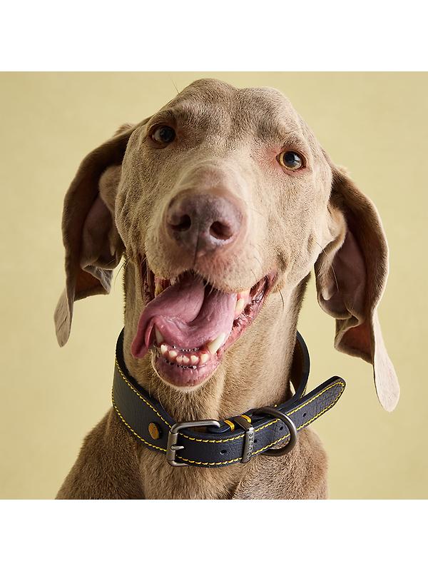 Joules Leather Dog Collar - Navy Image 10