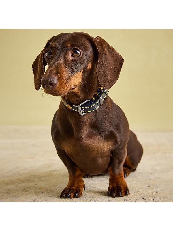 Joules Leather Dog Collar - Navy Image 8