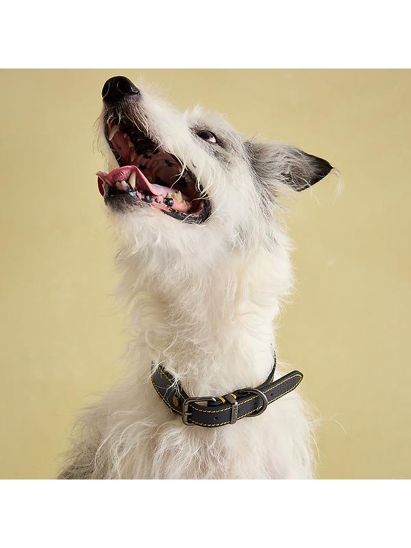 Joules Leather Dog Collar - Navy Image 9