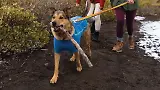 Thumbnail 11 of RUFFWEAR Climate Changer Dog Fleece - Blue Jay