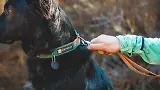 Thumbnail 6 of RUFFWEAR Front Range Dog Collar - Basalt Gray