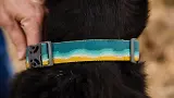 Thumbnail 4 of RUFFWEAR Crag Reflective Dog Collar - Alpine Dusk