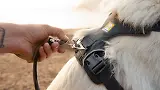 Thumbnail 10 of RUFFWEAR Front Range Dog Harness - Moonlight Mountains