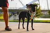 Thumbnail 6 of RUFFWEAR Front Range Dog Lead - Basalt Grey