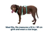 Thumbnail 17 of RUFFWEAR Flagline Dog Harness - Basalt Grey