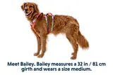 Thumbnail 16 of RUFFWEAR Flagline Dog Harness - Basalt Grey