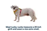 Thumbnail 13 of RUFFWEAR Hi & Light Lightweight Dog Harness - Basalt Grey