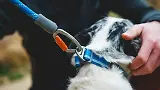 Thumbnail 11 of RUFFWEAR Knot-a-Leash Rope Dog Lead (Large) - Obsidian Black