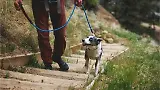 Thumbnail 8 of RUFFWEAR Knot-a-Leash Rope Dog Lead (Large) - Obsidian Black