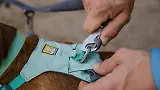 Thumbnail 5 of RUFFWEAR Double Track Dog Lead Coupler - Basalt Grey