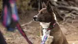 Thumbnail 10 of RUFFWEAR Crag EX Adjustable Dog Lead - Alpine Dusk