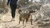 Thumbnail 9 of RUFFWEAR Crag EX Adjustable Dog Lead - Alpine Dusk