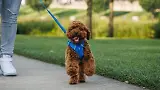 Thumbnail 8 of RUFFWEAR Front Range Dog Lead - Basalt Grey