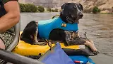 Thumbnail 12 of RUFFWEAR Float Coat Dog Life Jacket - Wave Orange