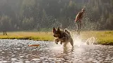 Thumbnail 6 of RUFFWEAR Hydro Plane Floating Throw Toy - Campfire Orange