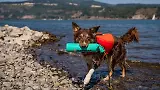 Thumbnail 4 of RUFFWEAR Lunker Floating Throw Toy - Campfire Orange