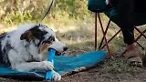 Thumbnail 6 of RUFFWEAR Gnawt-a-Stick - Lichen Green